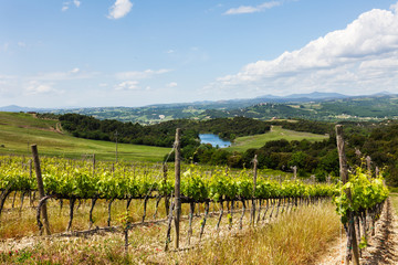 Fototapeta na wymiar Summer rural landscape with vineyards and lake in Tuscany, Italy