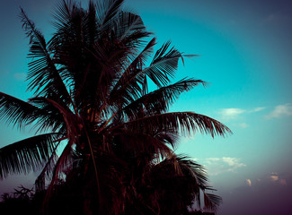Fototapeta na wymiar retro palm background,retro tone