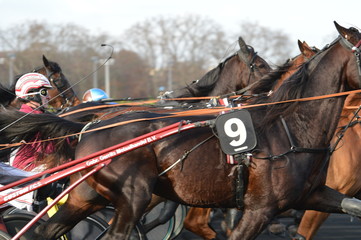 trotteur cheval