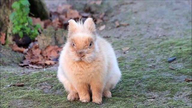 Zwergkaninchen draussen im Gehege 