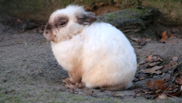 Zwergkaninchen draussen im Gehege 