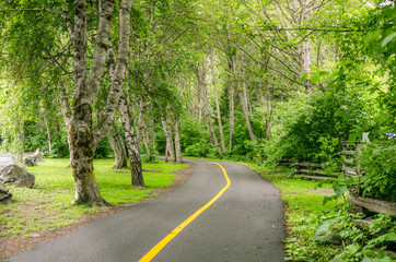 Bicycle Path Through a Wood