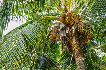 Coconut tree with coconut fruits