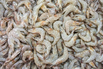 Fenneropenaeus merguiensis or Penaeus Merguiensis for sale in Th