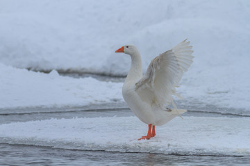 domestic geese in winter