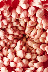 Close up of chrysanthemum flower
