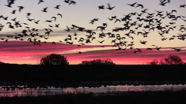 Bosque Del Apache NWR Sunrise