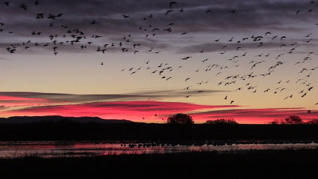 Early Morning Snow Goose Flyout