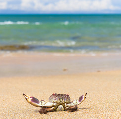Seafood Posing On the Shore