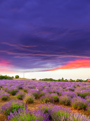 Obraz na płótnie Canvas Lavender field summer