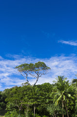 Obraz premium Single Tree Sunlit Foliage