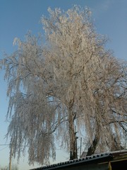 Заснеженная береза