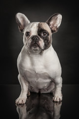 Studio photo  of french bulldog over black background