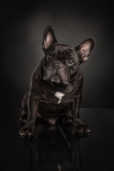 Studio photo  of french bulldog over black background