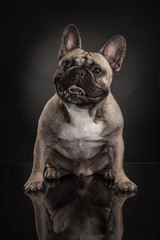 Studio photo  of french bulldog over black background