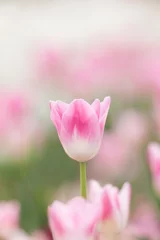 Afwasbaar Fotobehang Tulp チューリップ畑