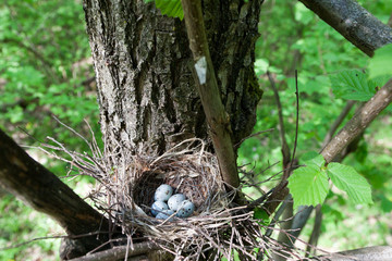 Coccothraustes coccothraustes, Hawfinch.