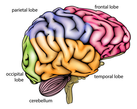Brain anatomy diagram
