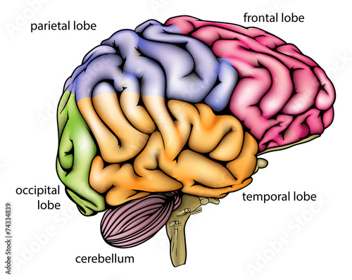 "Brain anatomy diagram" Stock image and royalty-free vector files on