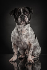 Studio photo  of french bulldog over black background