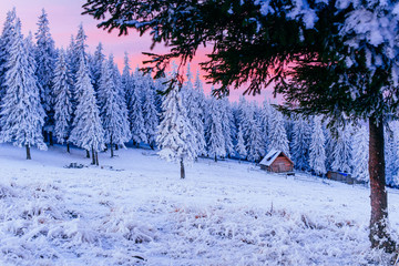 winter landscape trees in frost
