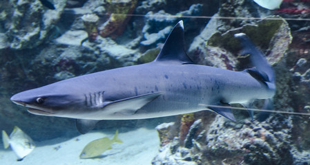 Obraz premium Shark swimming