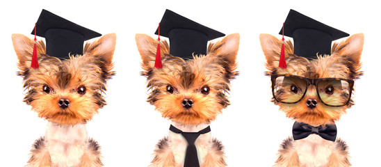 graduated dog