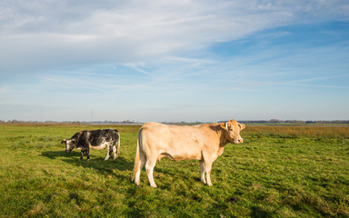 Two cows standing in a meadow