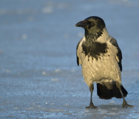 Hoode crown on the ice