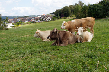 Rinder auf der Weide