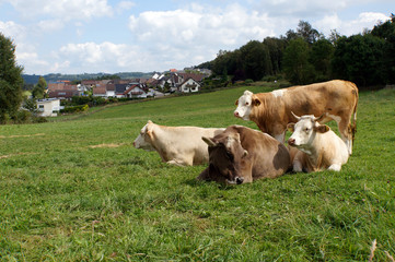 Fototapeta na wymiar Rinder auf der Weide