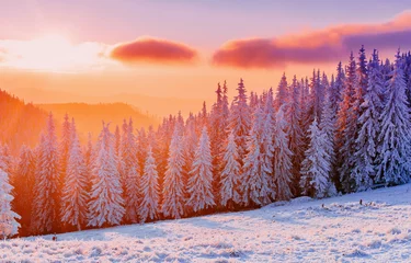 winter landscape trees in frost
