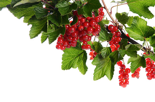 Red Currant Isolated On White Background