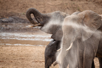 elefanti gruppo sabbia