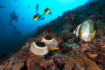 Naklejka na ściany i meble Divers underwater exploring coral reef in ocean