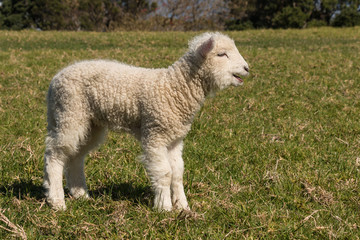 Obraz premium bleating little lamb