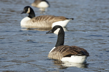 Canada Goose, Branta canadensis
