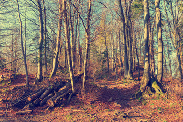 Fototapeta premium path in the mountains