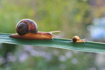 Snails © Savo Ilic