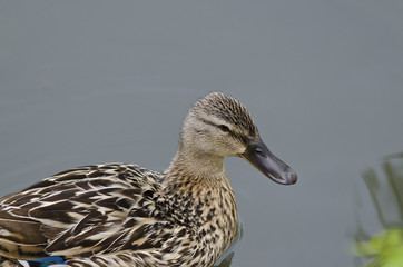 Beautiful Duck swimming and resting in the lake