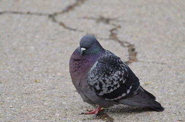 Pigeon on the road near the beautiful park