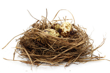 Quail nest with eggs