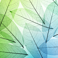 Fototapeta na wymiar Macro leaves background texture