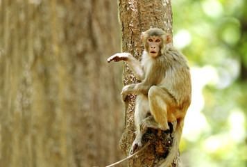 Rehsus Macaque in observing mood