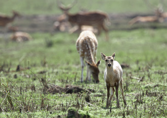 juvenile deer in the grassland of Jim Corbett