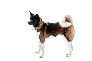 Akita dog breed with a black muzzle winter in the snow