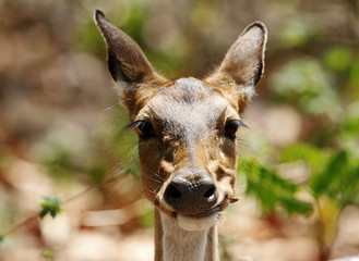 Closeup of Cheetal deer eating leaves © Dr Ajay Kumar Singh