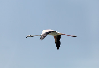 Beautiful great flamingo feeding during low tide