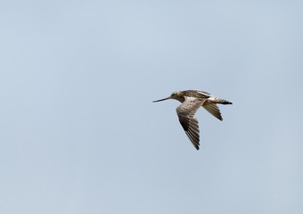 Bar-tailed Godwit in flight