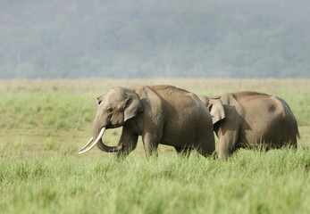 Fototapeta na wymiar Two elephants in the grassland